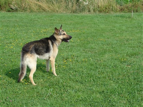 Chien obeissant