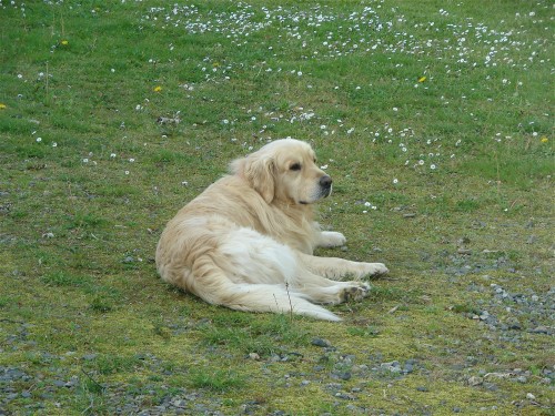 golden retriever