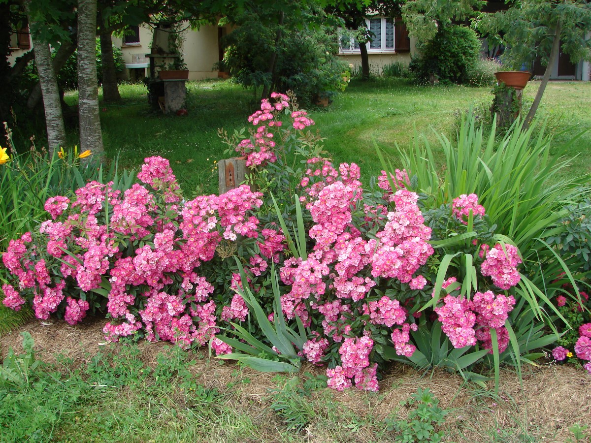 jardin fleuri