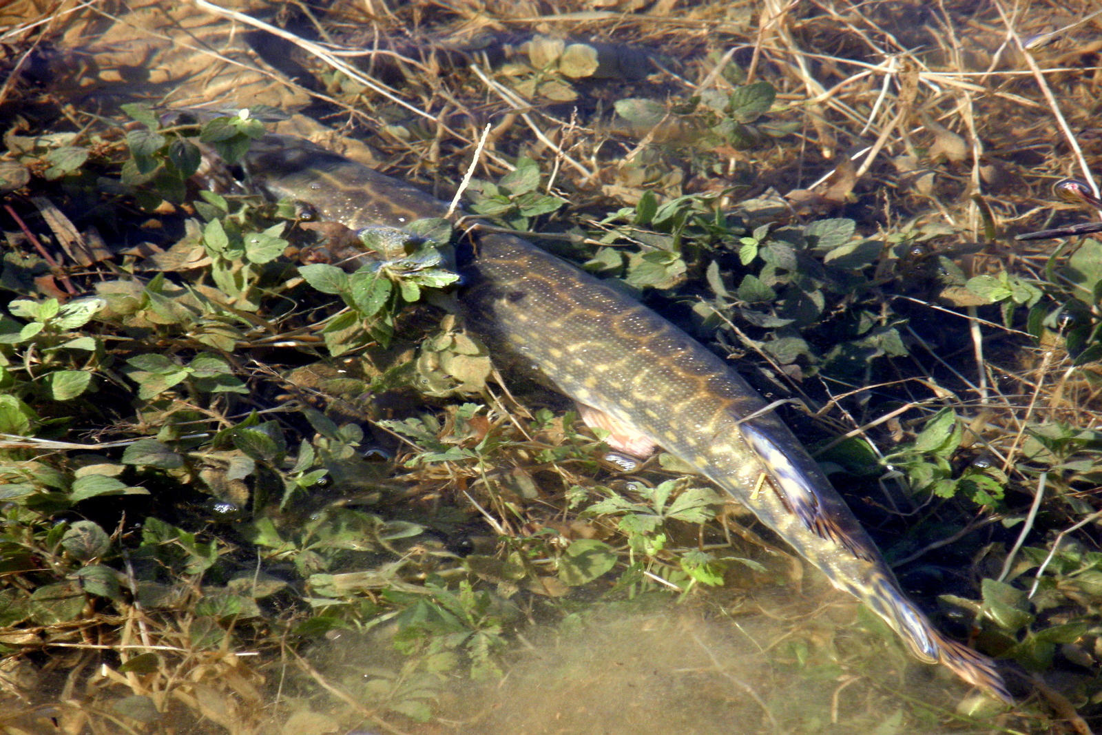 Peche au brochet