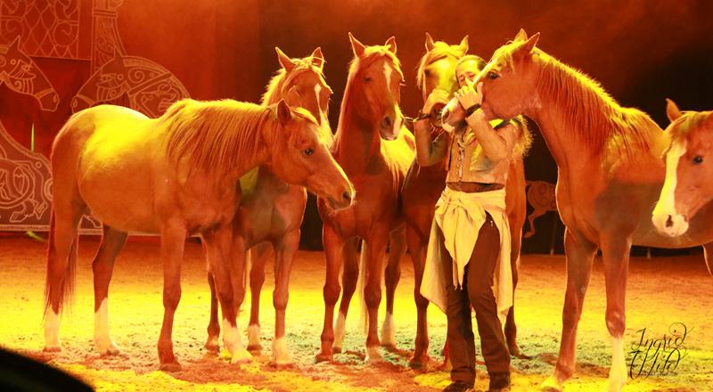 Festival �questre Tarbes